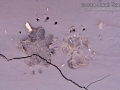 Spotted Skunk Tracks