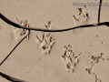Spotted Skunk Tracks