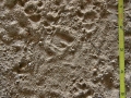 Spotted Skunk Tracks