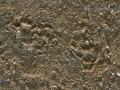 Spotted Skunk Tracks
