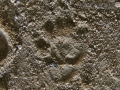 Spotted Skunk Tracks