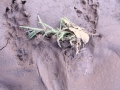 Spotted Skunk Tracks
