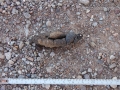 Striped Skunk Scat