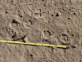 Striped Skunk Tracks