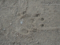 Striped Skunk Tracks