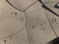 Striped Skunk Tracks