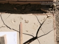 Striped Skunk Tracks