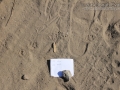 Striped Skunk Tracks