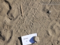 Striped Skunk Tracks