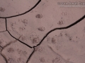 Striped Skunk Tracks