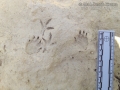 Striped Skunk Tracks