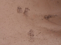 Striped Skunk Tracks