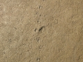 Striped Skunk Tracks