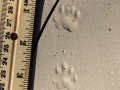 Striped Skunk Tracks