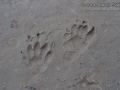 Striped Skunk Tracks