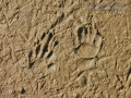 Striped Skunk Tracks