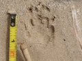 Striped Skunk Tracks
