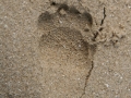Striped Skunk Tracks