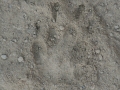 Striped Skunk Tracks