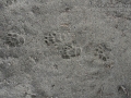 Striped Skunk Tracks