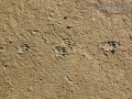 Striped Skunk Tracks
