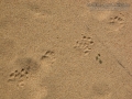 Striped Skunk Tracks