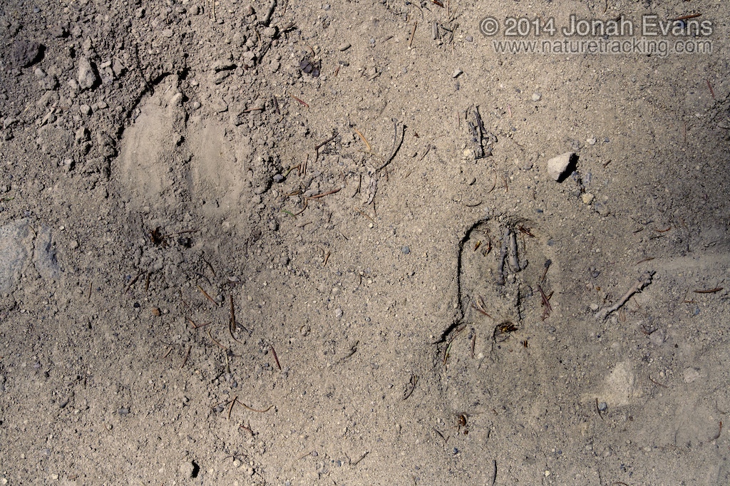 Elk Tracks
