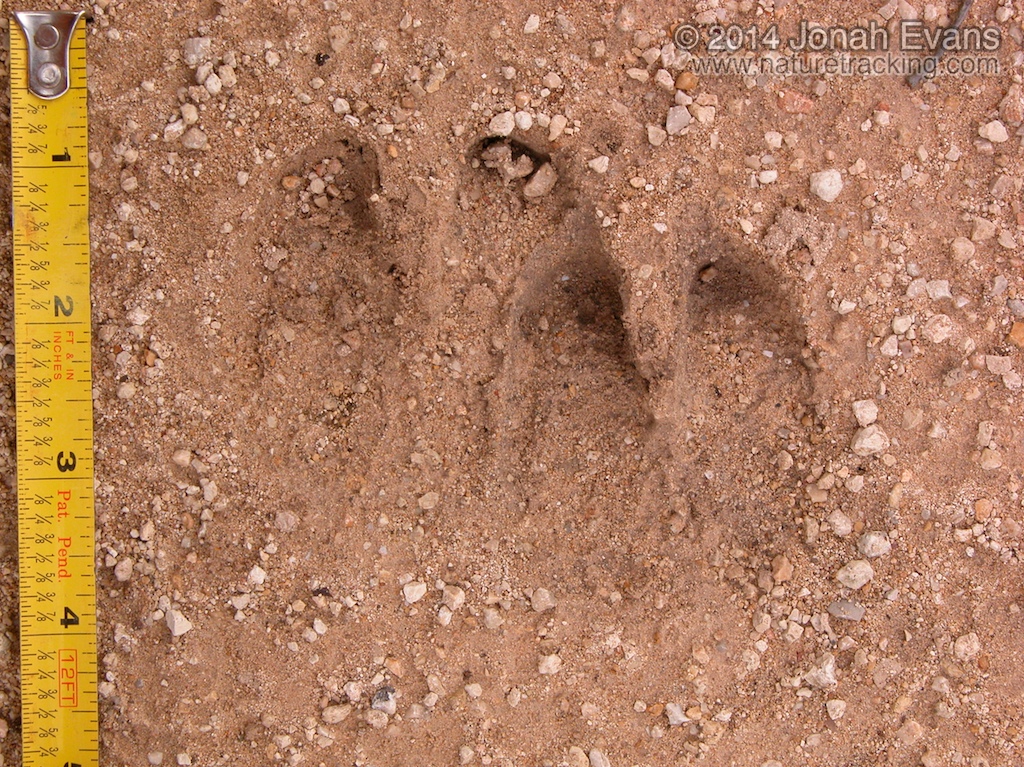 Feral Hog Tracks