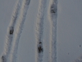 Bighorn Sheep Tracks
