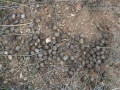 Bighorn Scat