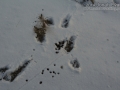 Bighorn Tracks and Scat