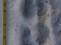 Bighorn Tracks