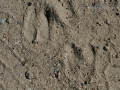 Bighorn Tracks