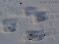 Bighorn Tracks