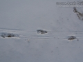 Bighorn Tracks