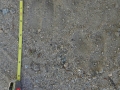 Bighorn Tracks