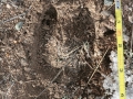 Bighorn Tracks