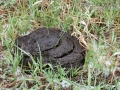 Bison Scat