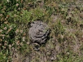 Bison Scat