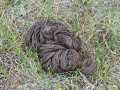 Bison Scat