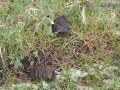 Bison Scat