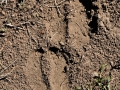 Bison Tracks