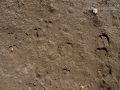 Bison Tracks