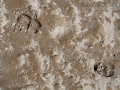 Bison Tracks