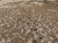 Bison Tracks
