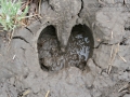 Bison Tracks
