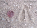 Blackbuck Antelope Tracks