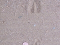 Blackbuck Antelope Tracks