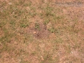 Blackbuck Latrine