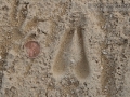 Blackbuck Tracks